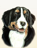 Bernese Mountian Dog